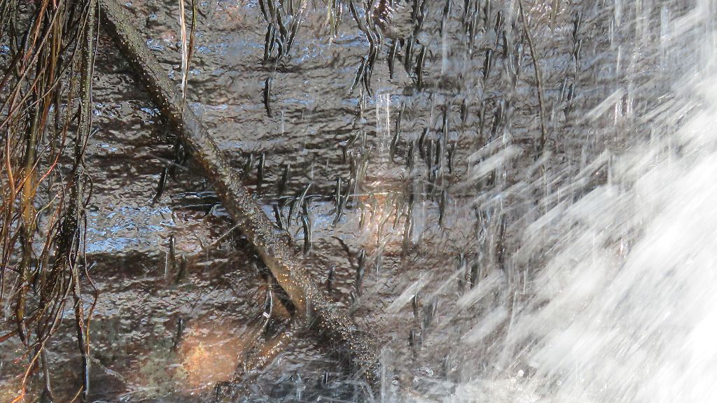 DOSSIER Kletternde Fische (1)